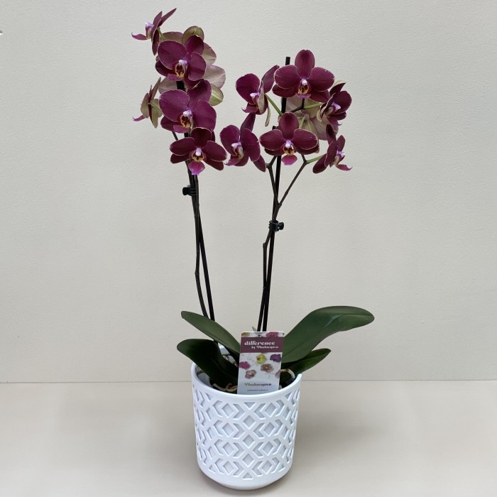 Орхидея Фаленопсис двуствольная бордовая