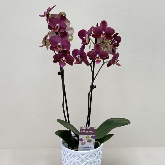 Орхидея Фаленопсис двуствольная бордовая