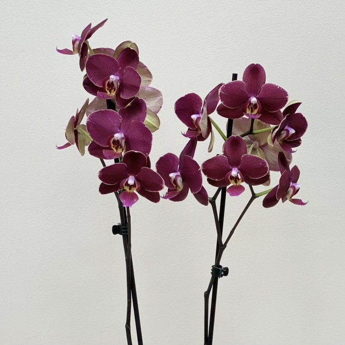 Орхидея Фаленопсис двуствольная бордовая