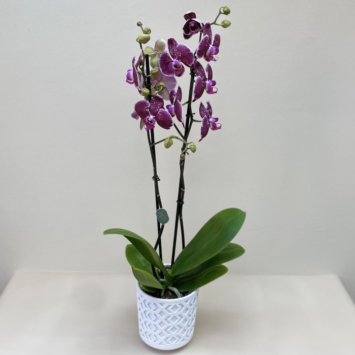 Орхидея Фаленопсис двуствольная фиолетовая
