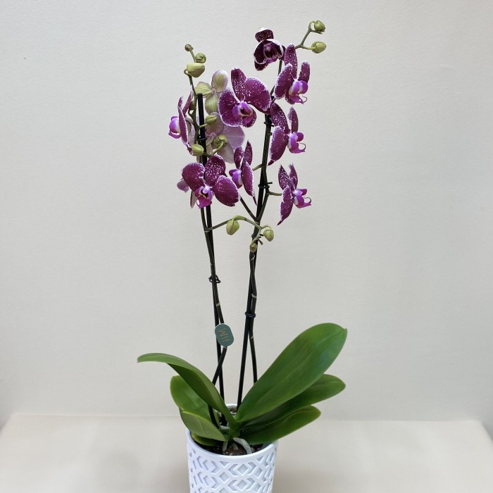 Орхидея Фаленопсис двуствольная фиолетовая
