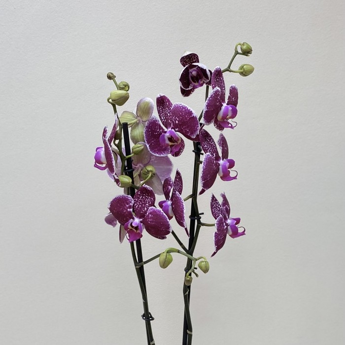 Орхидея Фаленопсис двуствольная фиолетовая
