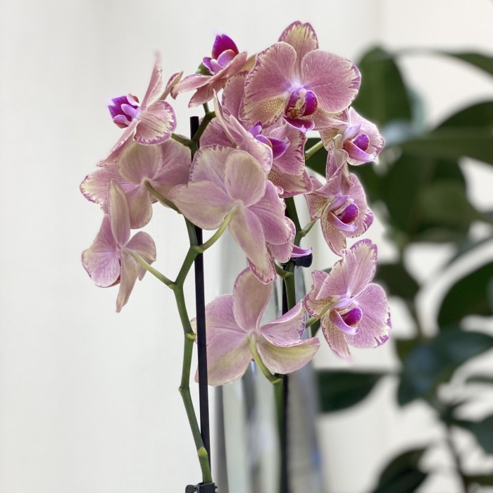 Орхидея Фаленопсис двуствольная жёлто-фиолетовая