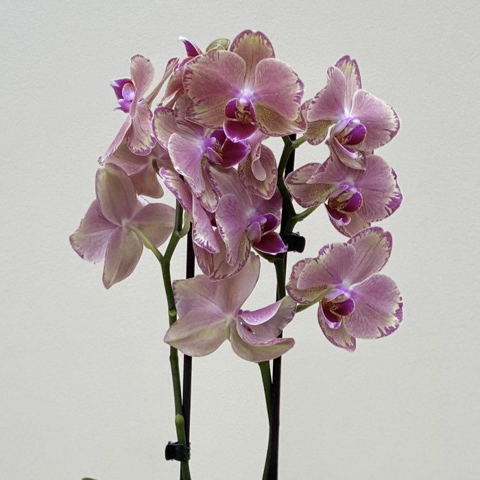 Орхидея Фаленопсис двуствольная жёлто-фиолетовая