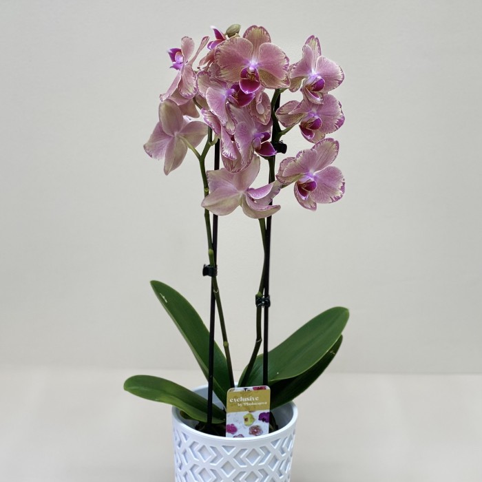 Орхидея Фаленопсис двуствольная жёлто-фиолетовая