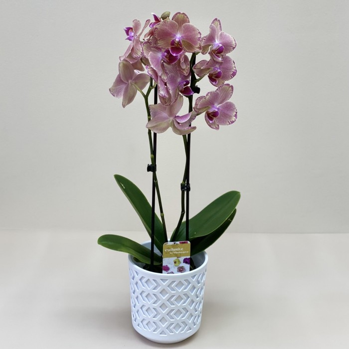 Орхидея Фаленопсис двуствольная жёлто-фиолетовая
