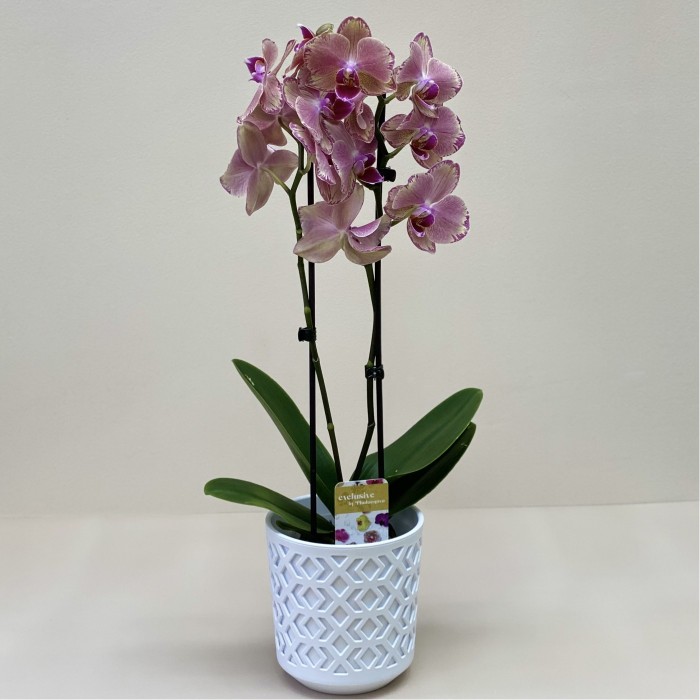 Орхидея Фаленопсис двуствольная жёлто-фиолетовая