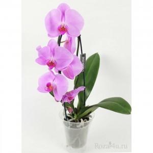 Орхидея Фаленопсис каскад сиреневая