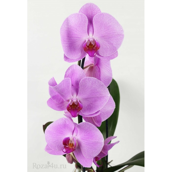 Орхидея Фаленопсис каскад сиреневая