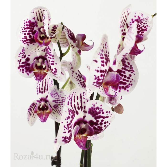 Орхидея Фаленопсис двуствольная белая с бордовыми точками