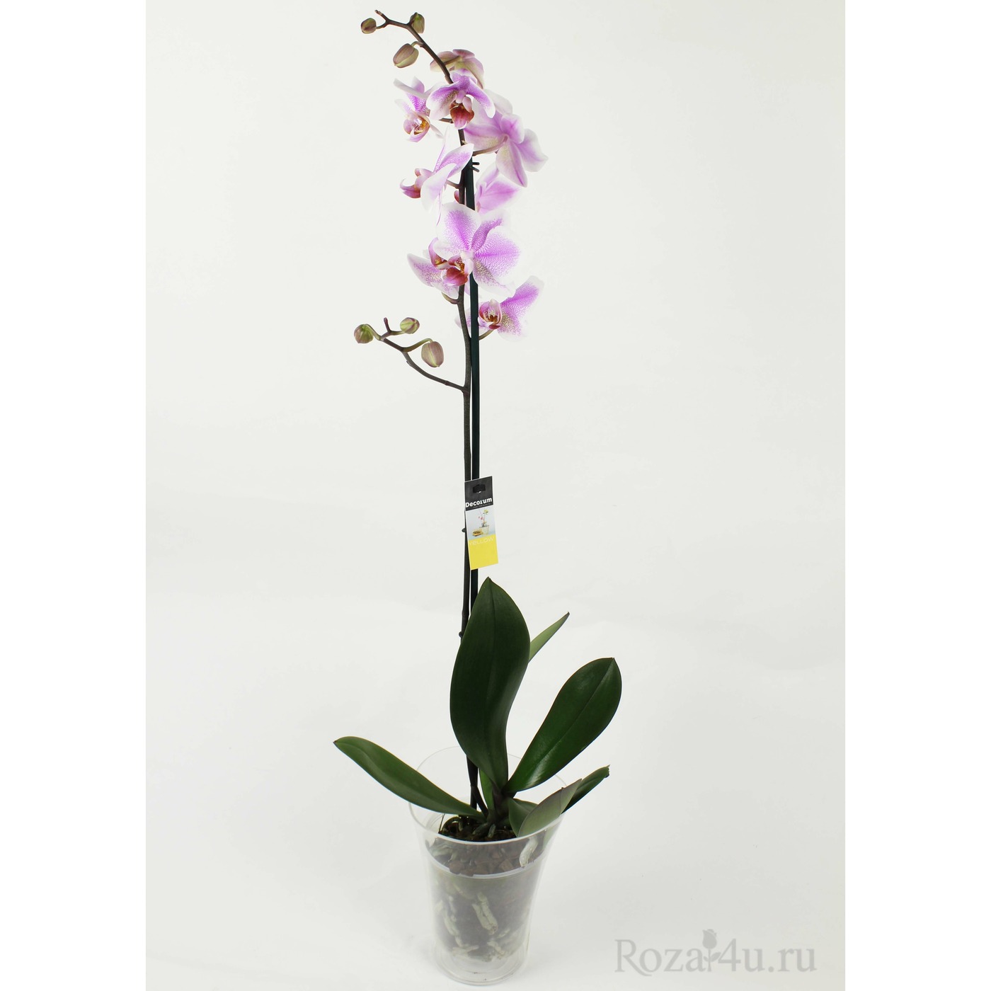 Орхидея Фаленопсис Антверп (Antwerpen) Luxe-1 | доставка по Москве и  области
