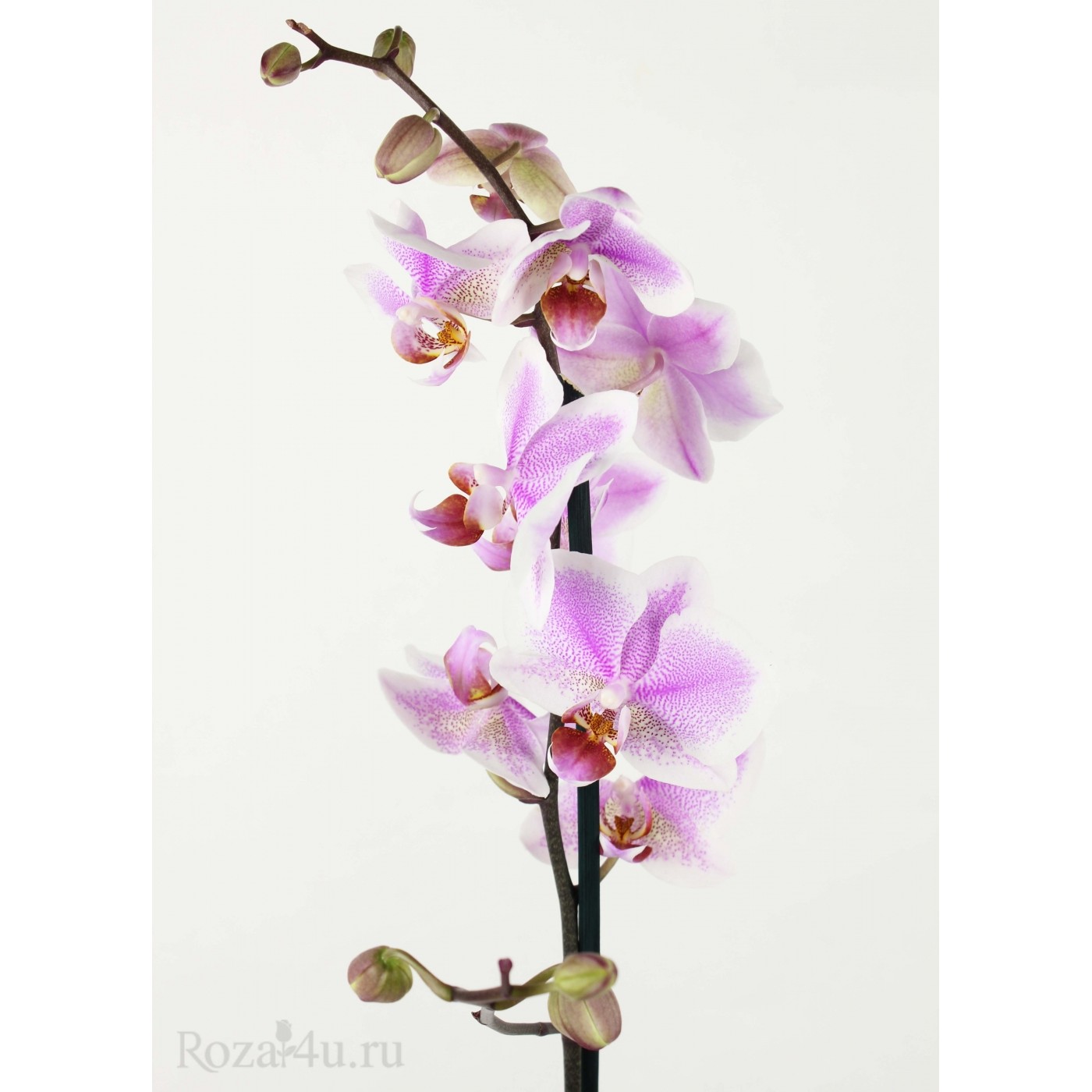 Орхидея Фаленопсис Антверп (Antwerpen) Luxe-1 | доставка по Москве и  области