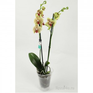 Орхидея Фаленопсис двуствольная желтая с бордовыми точками