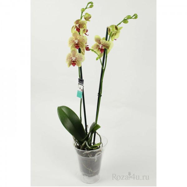 Орхидея Фаленопсис двуствольная желтая с бордовыми точками