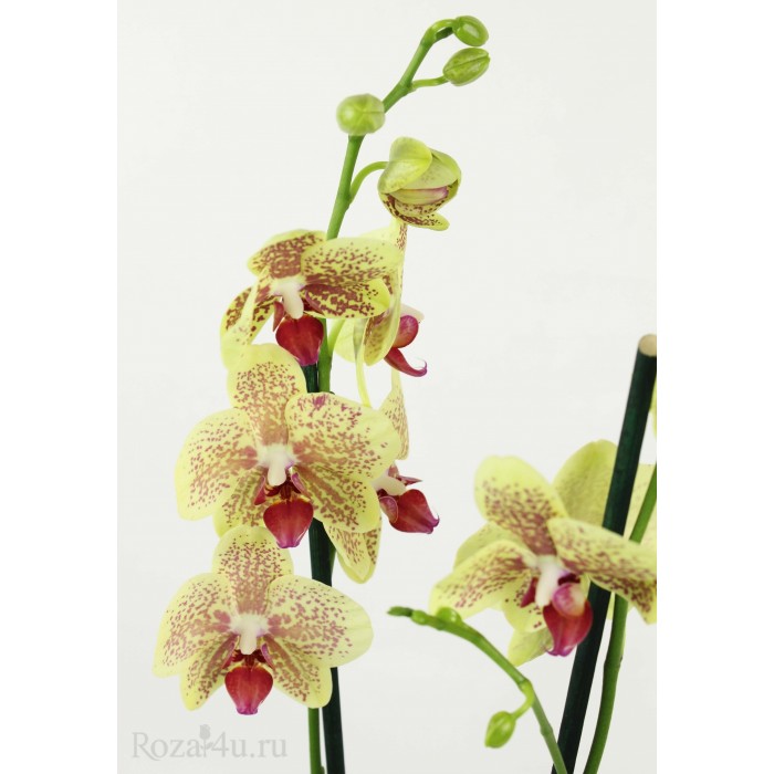 Орхидея Фаленопсис двуствольная желтая с бордовыми точками
