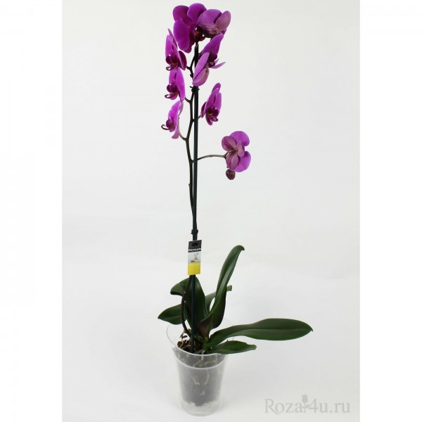 Орхидея Фаленопсис одноствольная фиолетовая