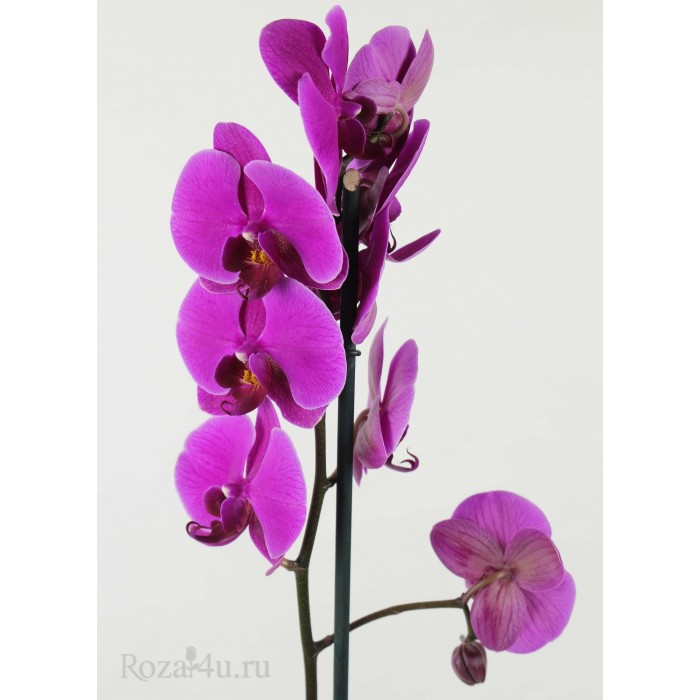 Орхидея Фаленопсис одноствольная фиолетовая