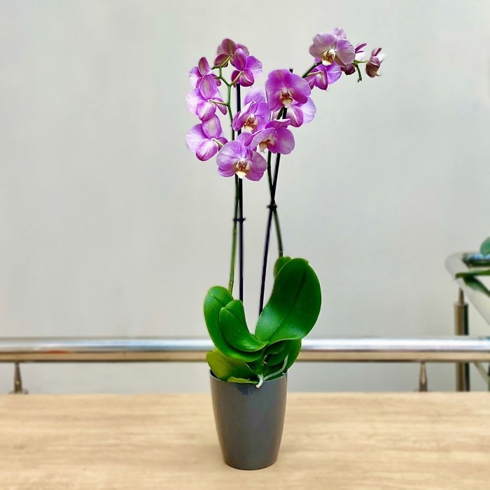 Орхидея Фаленопсис двуствольная сиреневая