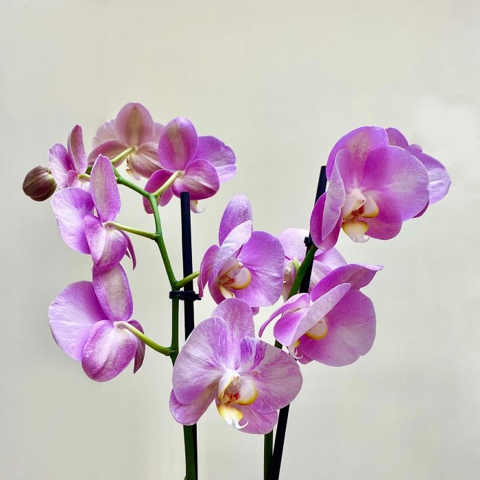 Орхидея Фаленопсис двуствольная сиреневая