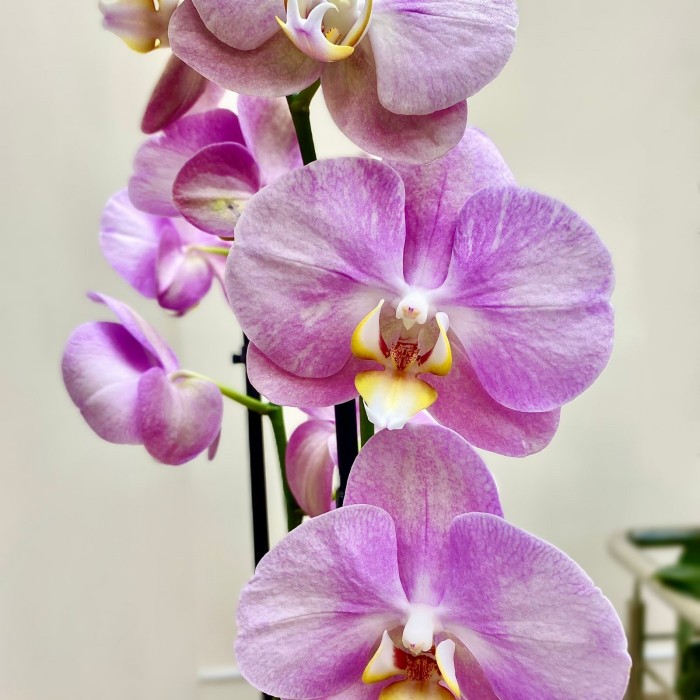Орхидея Фаленопсис двуствольная сиреневая