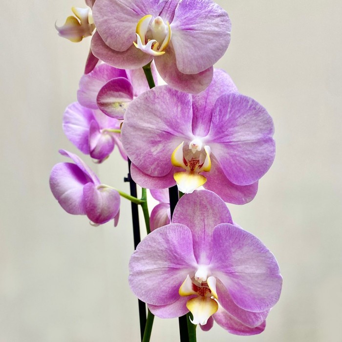 Орхидея Фаленопсис двуствольная сиреневая
