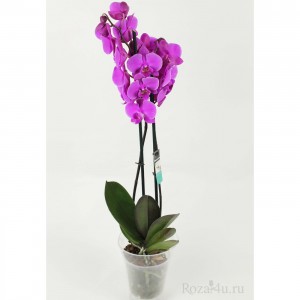Орхидея Фаленопсис двуствольная лиловая