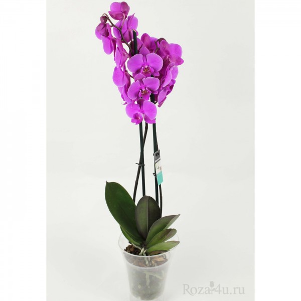 Орхидея Фаленопсис двуствольная лиловая