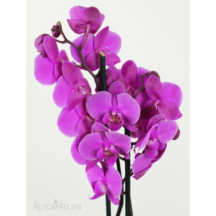 Орхидея Фаленопсис двуствольная лиловая