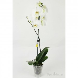 орхидея в горшке купить в москве дешево