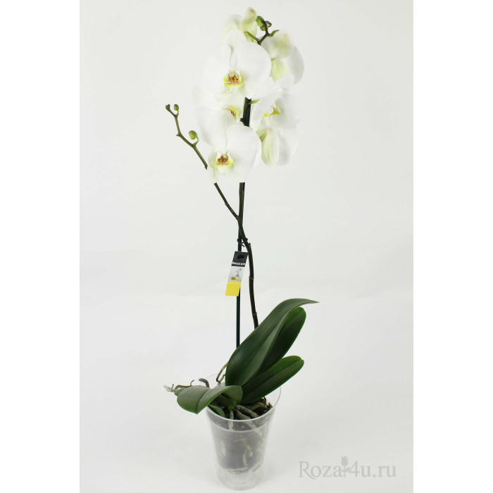 Орхидея Фаленопсис Адель (Adelaide) "Luxe"-1