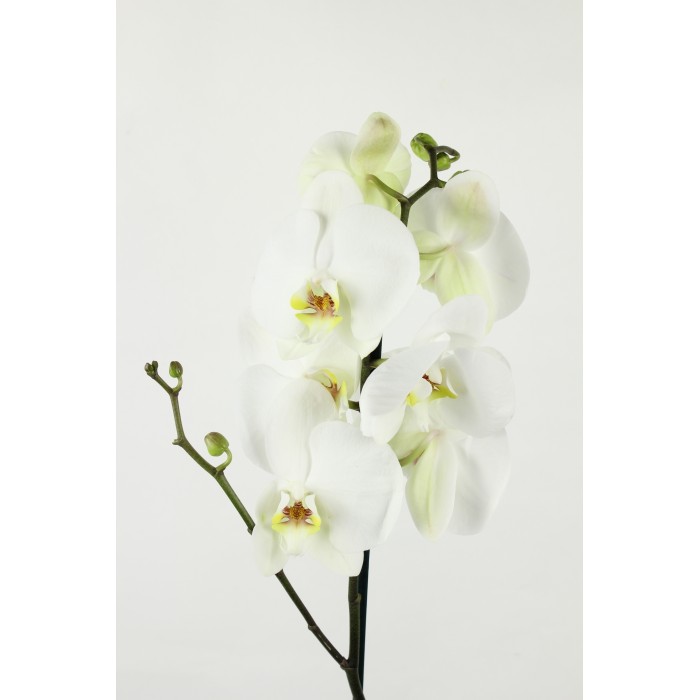 Орхидея Фаленопсис одноствольная белая