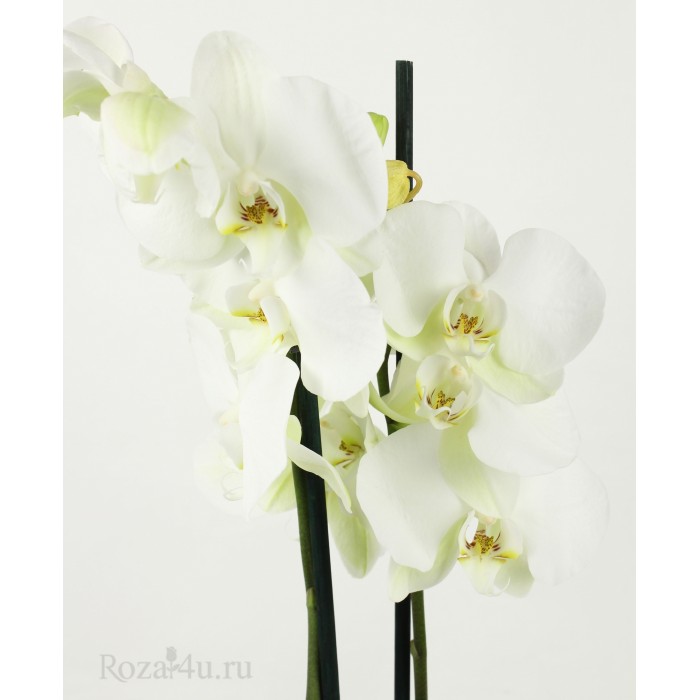 Орхидея Фаленопсис двуствольная бело-зеленая