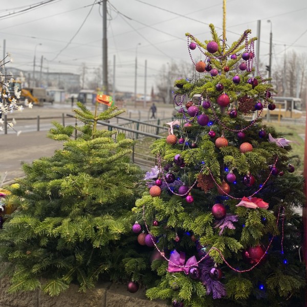 Пихта Нордмана (Дания)