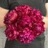 7 пионов Канзас в коробке