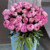 Пион розовый Александр-Эльза