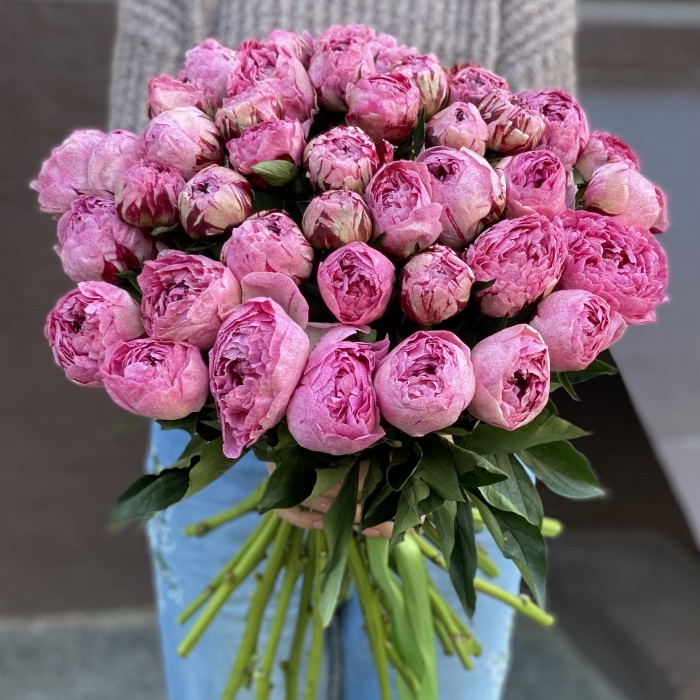 Пион розовый Александр-Эльза