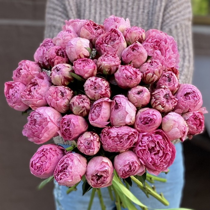 Пион розовый Александр-Эльза