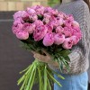 Пион розовый Александр-Эльза