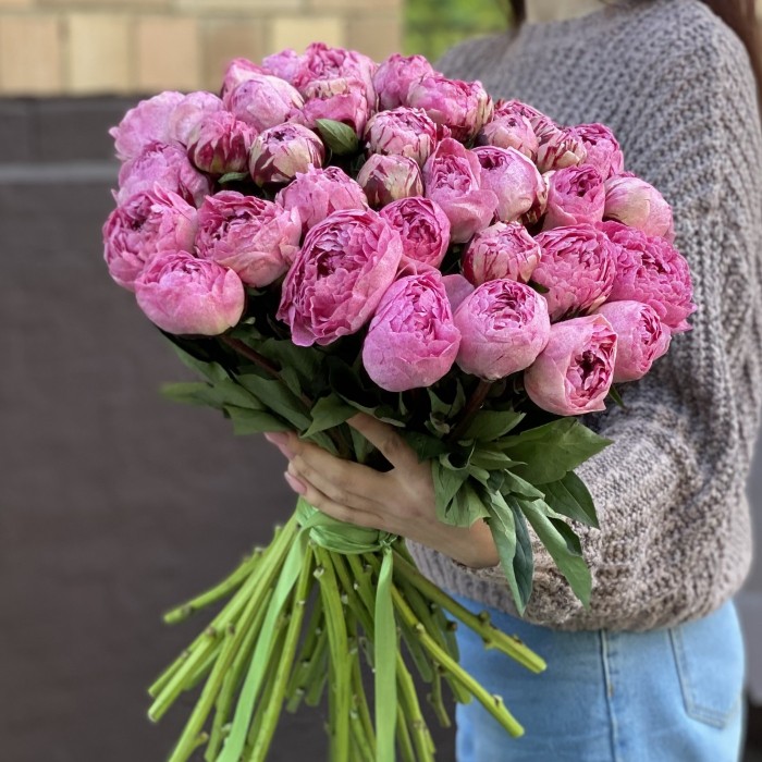 Пион розовый Александр-Эльза