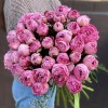 Пион розовый Александр-Эльза
