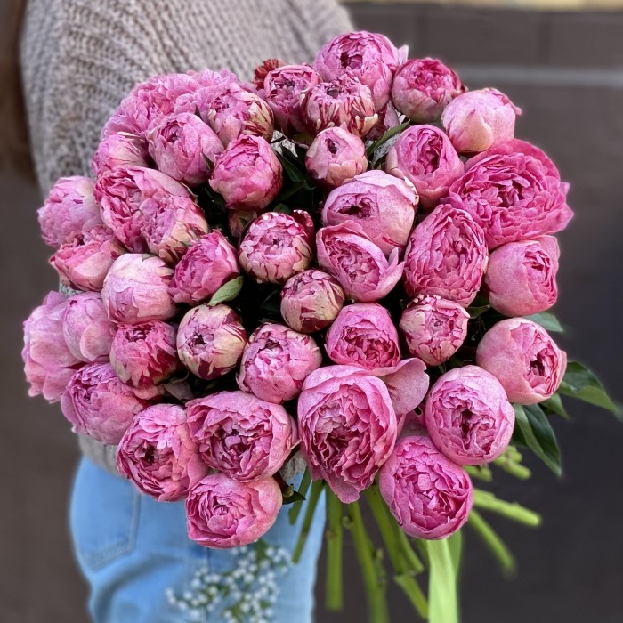 Пион розовый Александр-Эльза