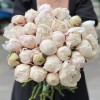 Пионы Белая Сара