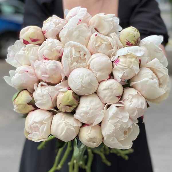 Пионы Белая Сара