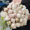 Пионы Белая Сара