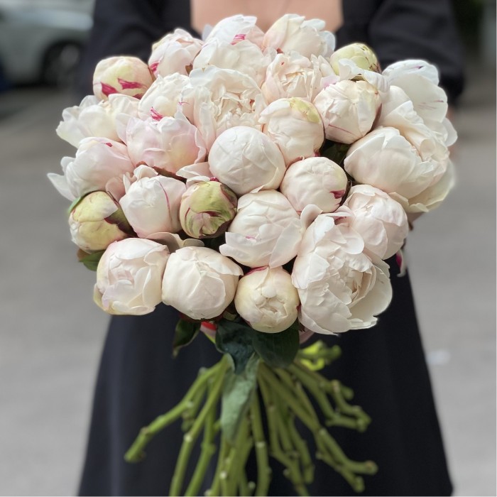 Пионы Белая Сара