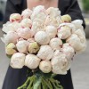 Пионы Белая Сара