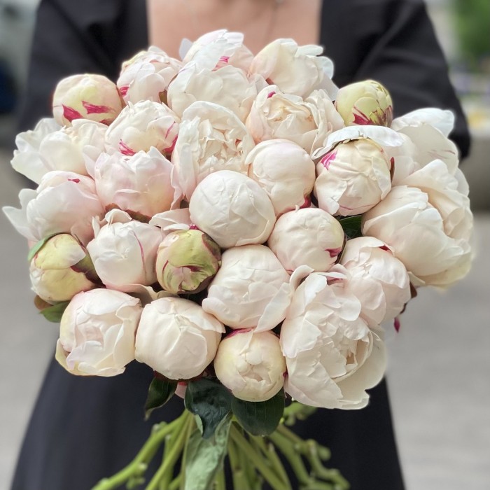 Пионы Белая Сара