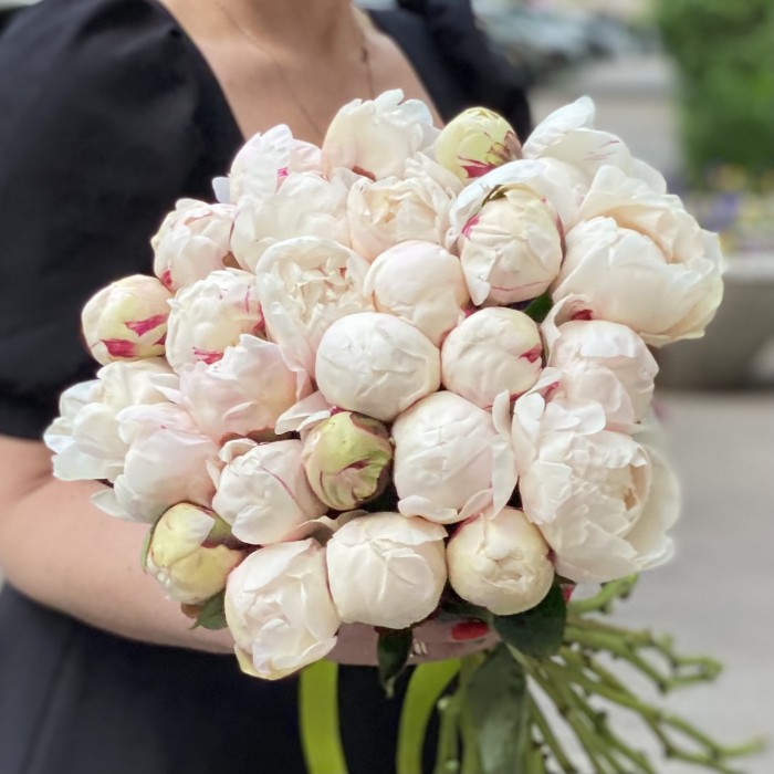 Пионы Белая Сара