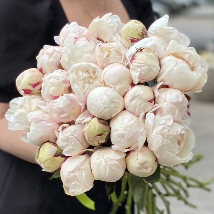 Пионы Белая Сара