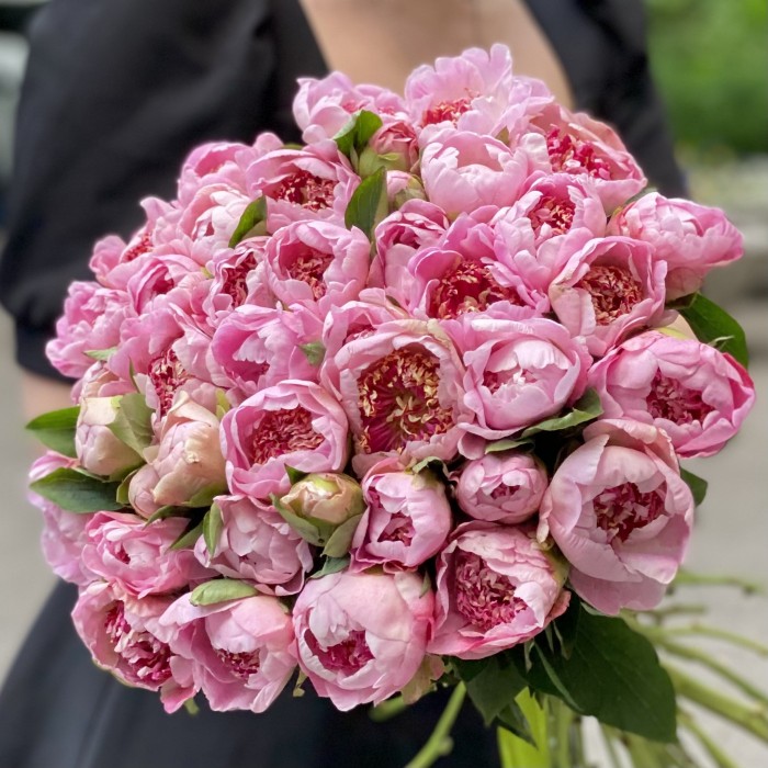 Пионы мини светло-розовые